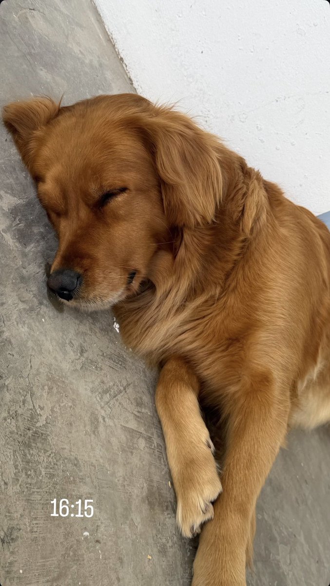 morabsources's tweet image. 🦮🤍

📲 — Mora vía Instagram Stories