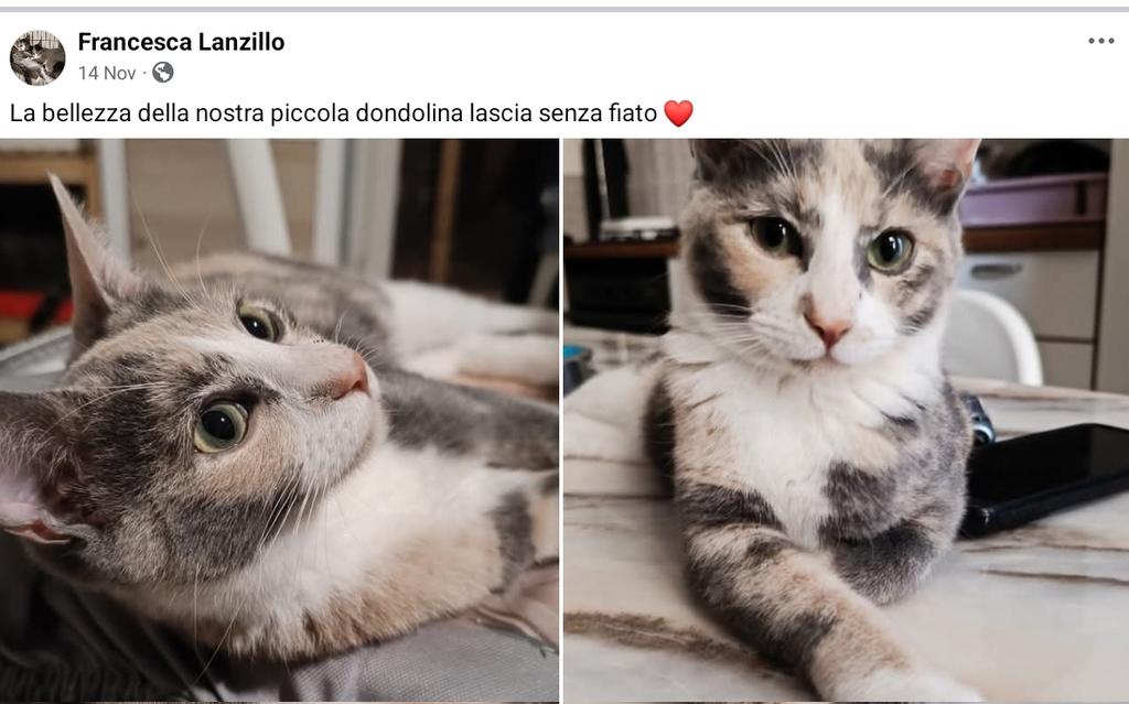 unonlus's tweet photo. #Yara #cercafamiglia, circa 6 mesi,
๐๏ธ๐๏ธ๐๏ธ๐๐ป๐๐ป๐๐ป
Si trova in provincia di Napoli, contatti Messenger
Francesca Lanzillo
#francescal https://t.co/nrw7k2DZ2V