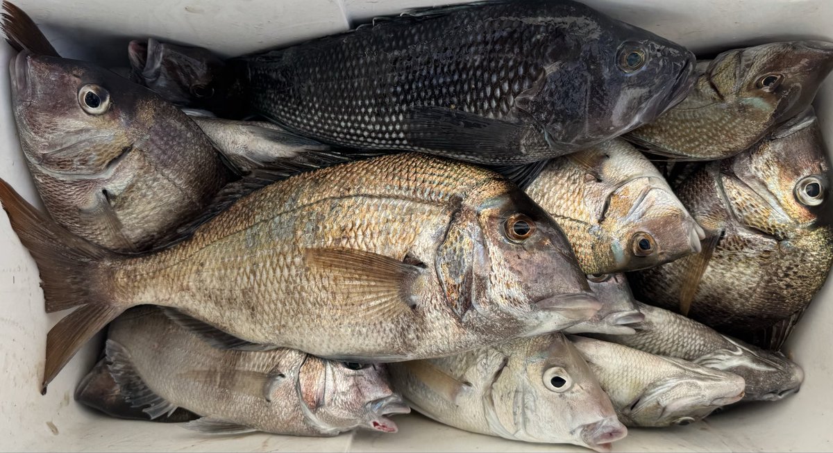 I was successful. 😋
Sea bass and porgy’s.