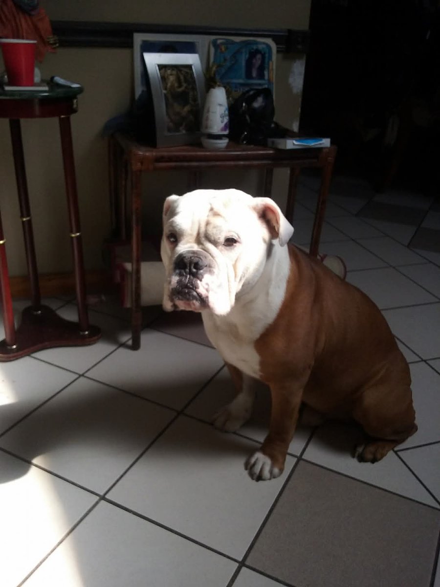 My boy.... Rocky