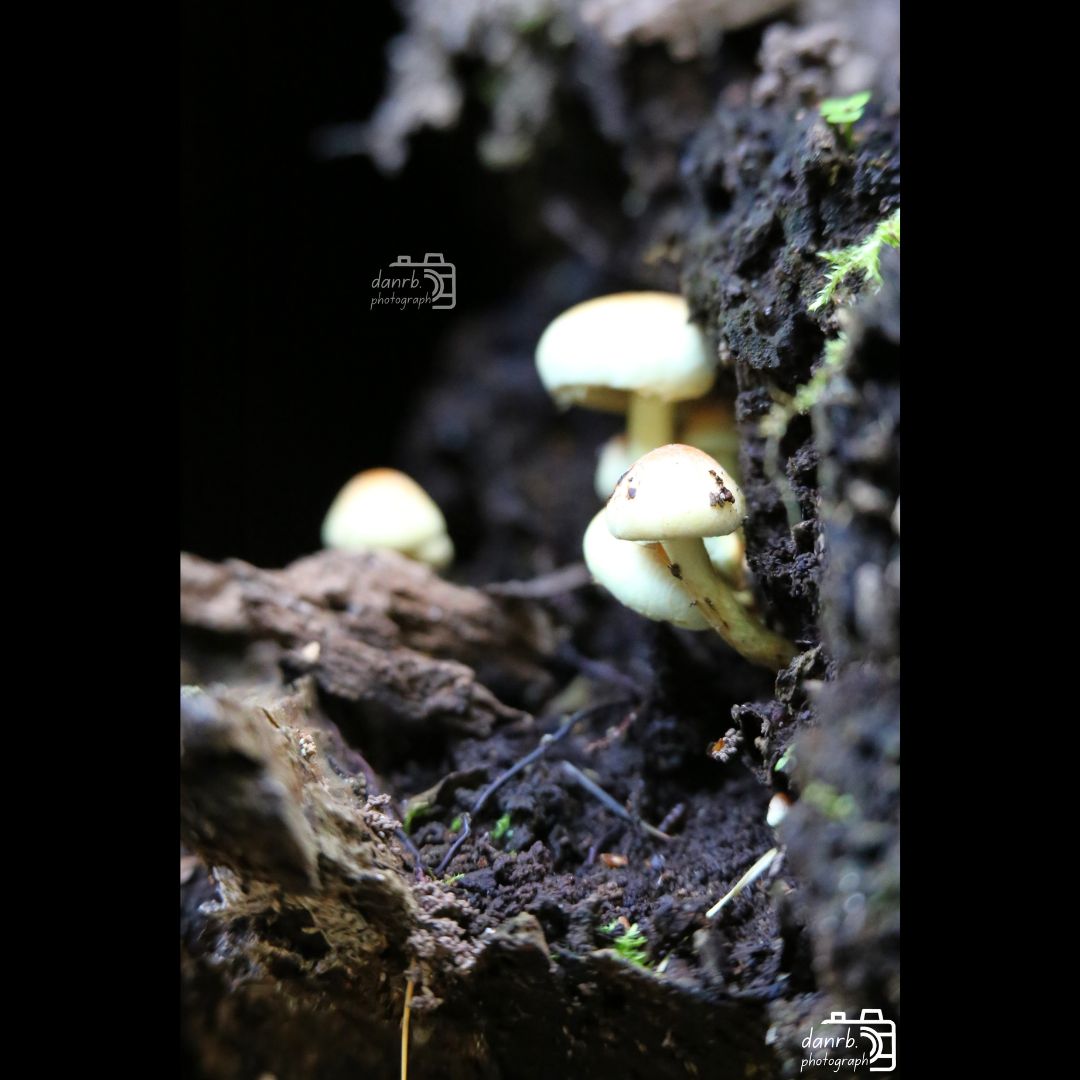 danrbphot0graph's tweet photo. Sulphur Tuft Mushrooms!
#photo #photography #outdoors #autumn #autumn2025 #fall #fall2025 #leaves #autumnleaves #orangeleaves #tree #trees #autumntree #autumntrees #fungus #fungi #mushroom #mushrooms #sulphurtuft #sulphurtuftmushrooms https://t.co/1uEcJ8HEkN
