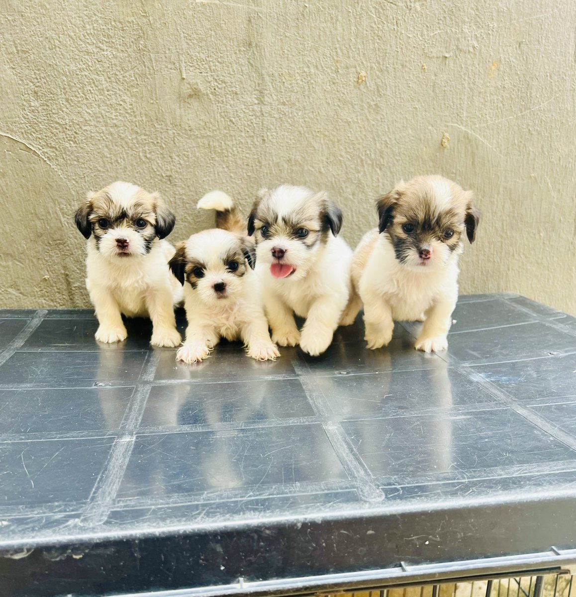 LAWALE🥇 tweet media