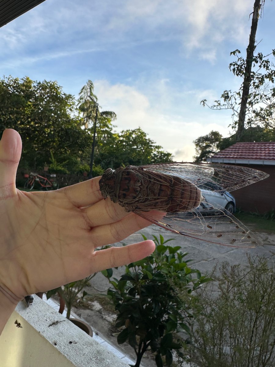 HuiSt's tweet image. A moth a day until I run out of t- what….

Megapomponia imperator🇲🇾