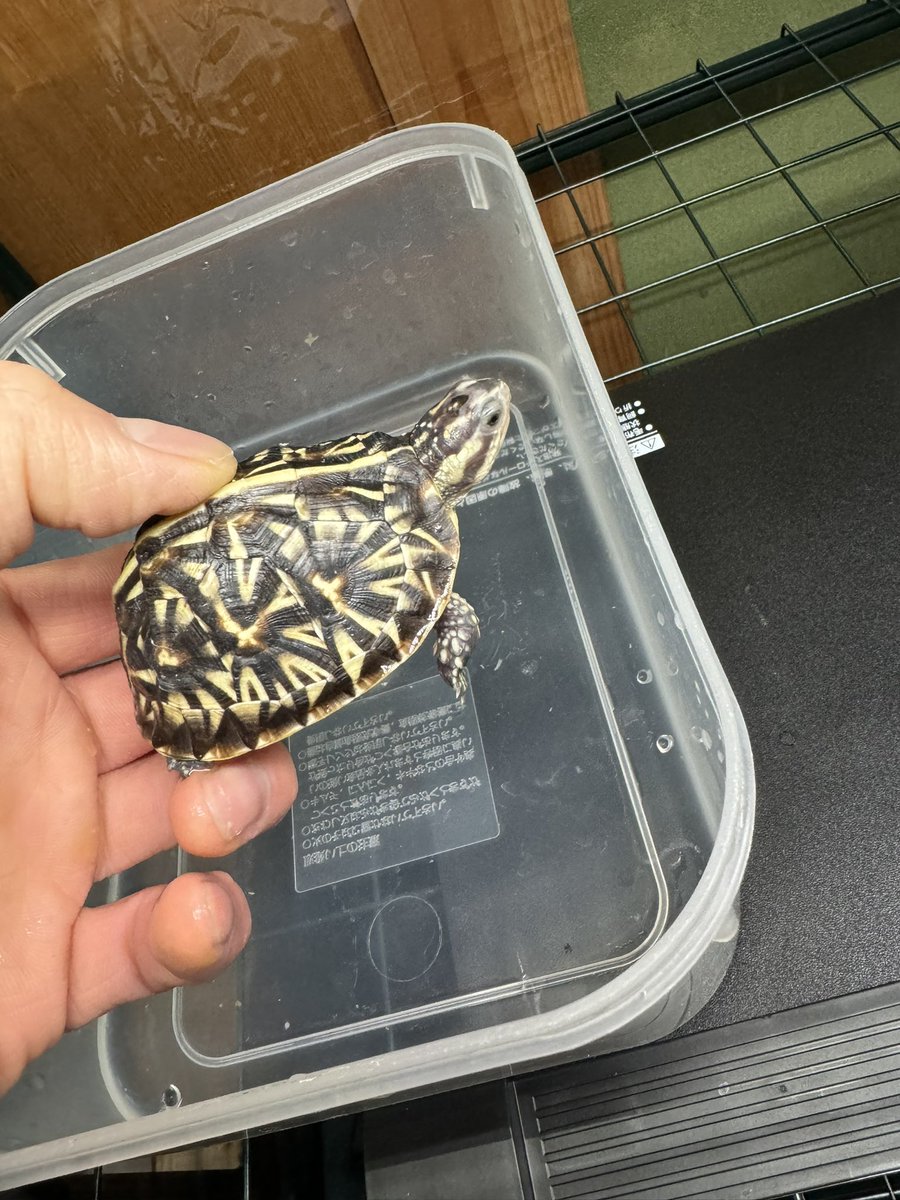 亀です 亀 置物 - WabiSabi.jp