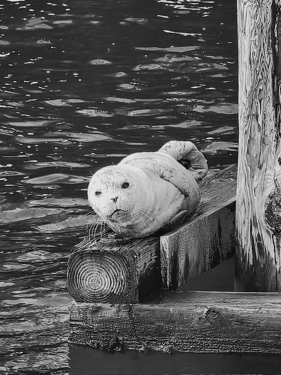 geordiemuppet's tweet image. We should all aspire to be more Seal on Sunday.

#WhiteRock #seal #Wildlife #BritishColumbia