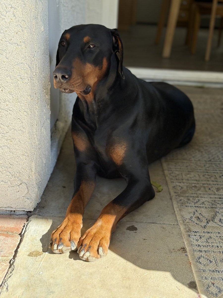 tonythedobie's tweet image. Chillin….