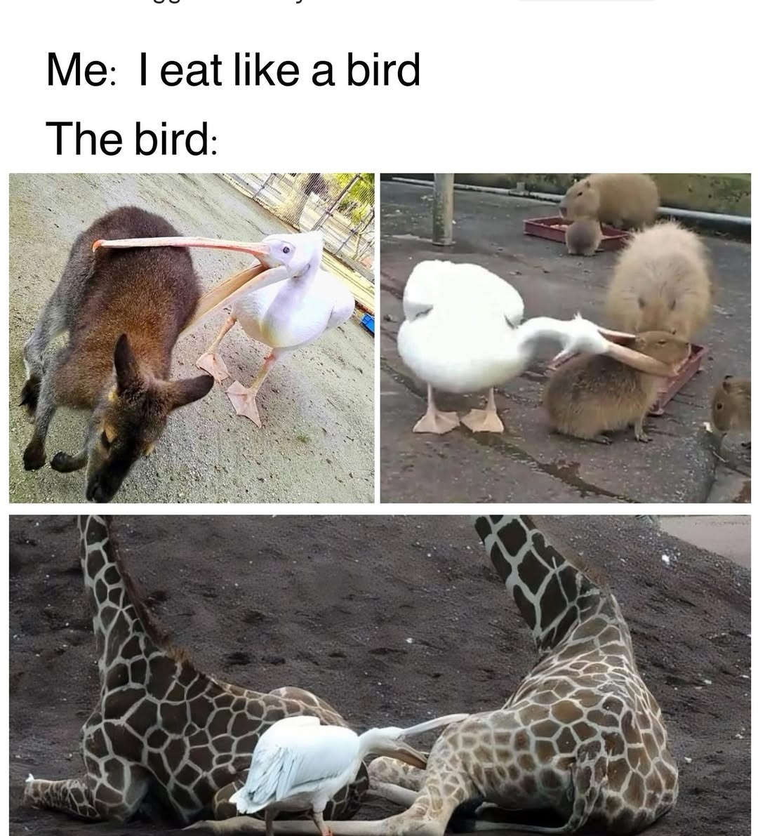 Interrupted_d's tweet image. 