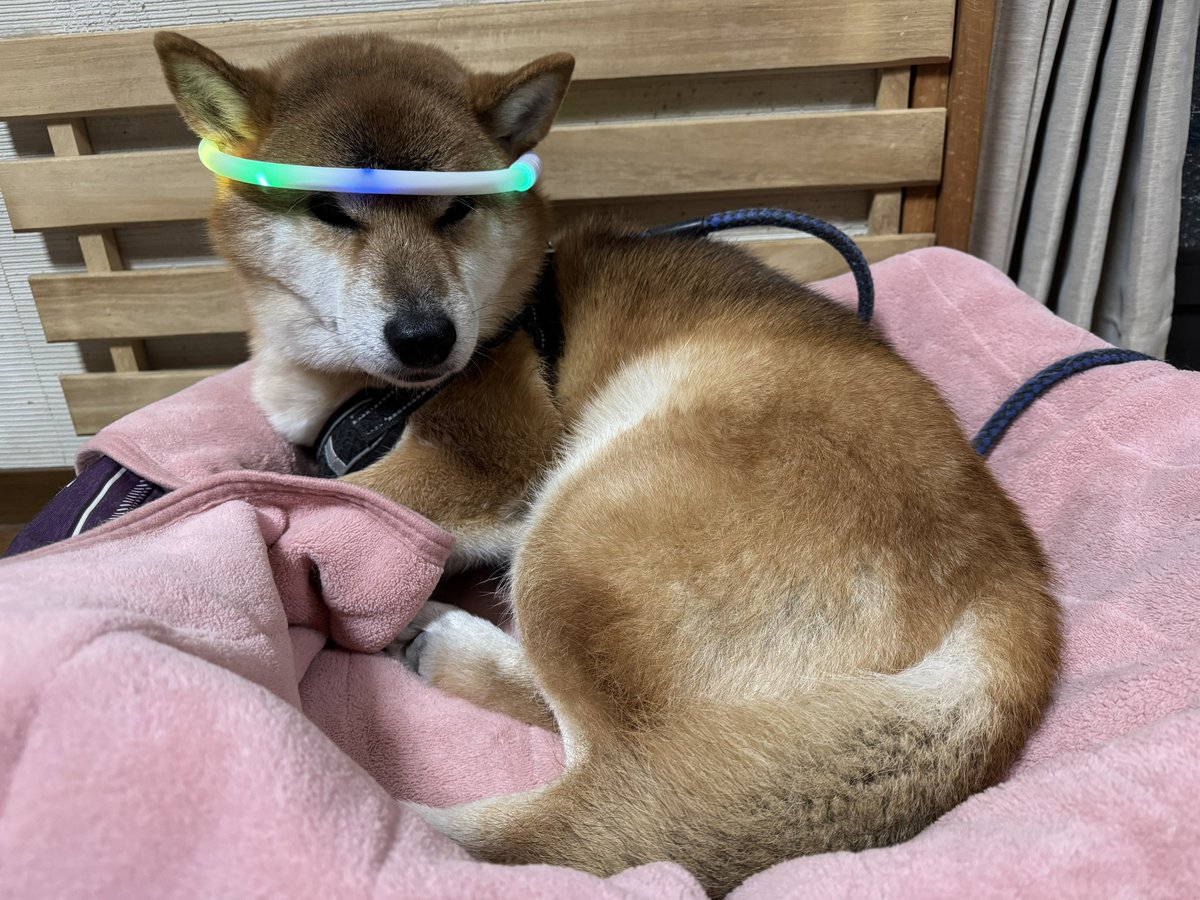 * antique bear ୨୧ * 小さくて可愛い トラ猫ちゃん antique bear ୨୧ * 小さくて可愛い トラ猫ちゃん antique bear ୨୧