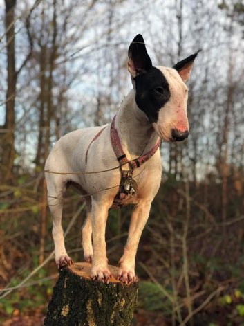 LisaClareRead2's tweet photo. Beautiful Peppa has been missing since 22nd December 2019 ππ’
Stolen from #CF5 area of #Wales
Have you seen her?
Please help get her back home where she belongs ππ€πΎπ
β¬οΈβ¬οΈ
#stolendoghour #EnglishBullTerrier https://t.co/tyC1UcvepI