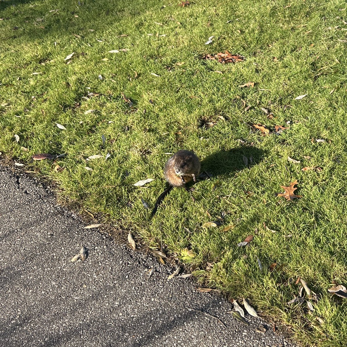 Me and the muskrat I saw on my run yesterday