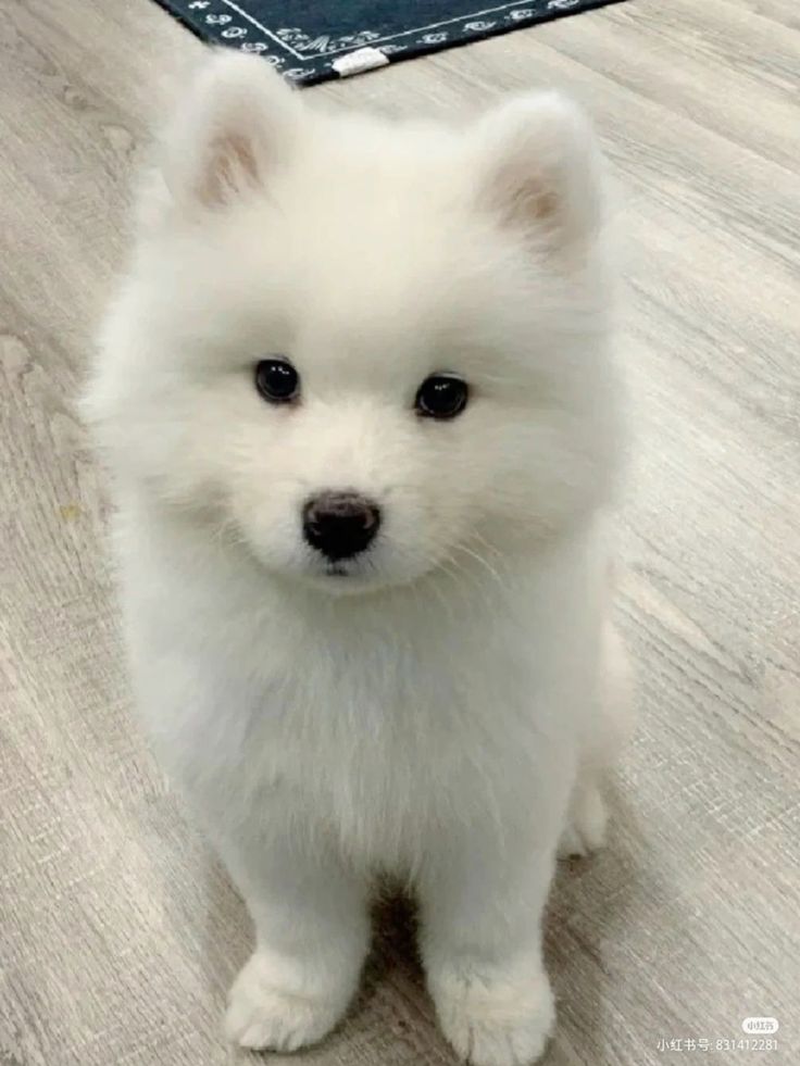 cutiespuppies's tweet photo. https://t.co/SQLnJizwaV