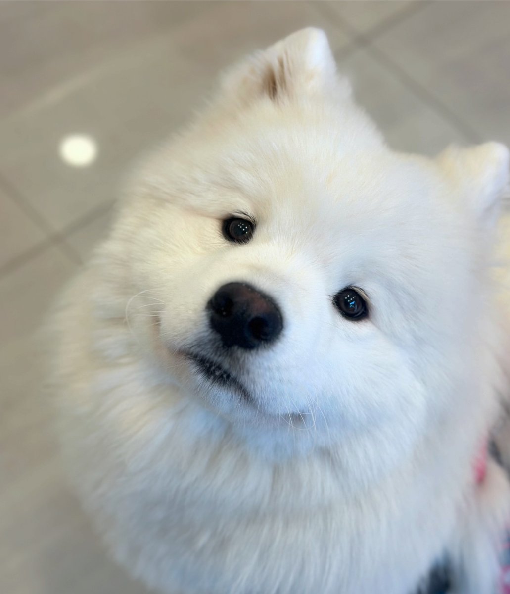 Cuties Puppies tweet media