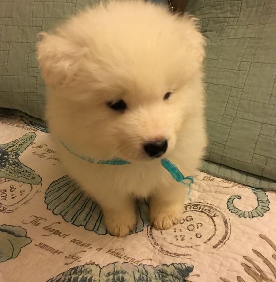 Cuties Puppies tweet media