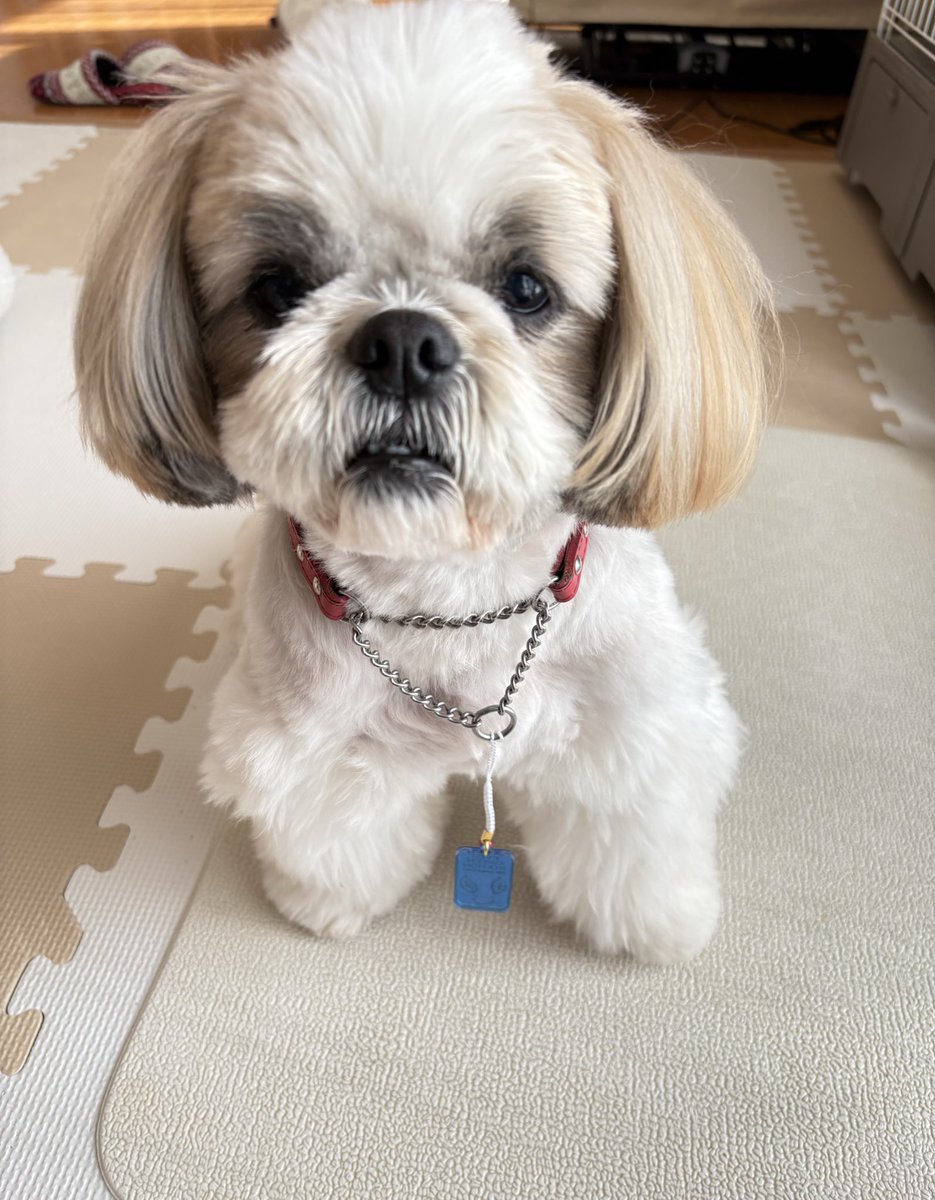 RwD0cl's tweet image. 早速つけてみた反射板🌟夜散歩安心度アップ⤴️です
#FM長野