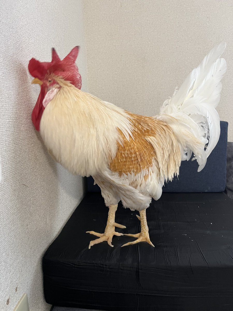 もりもっこり☆ もっこり (@Mokkori_17) / Posts / X