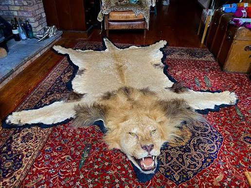 wickedcomfort's tweet image. Elphaba is better than me cause this is what I WOULDVE DONE to that bitchass lion