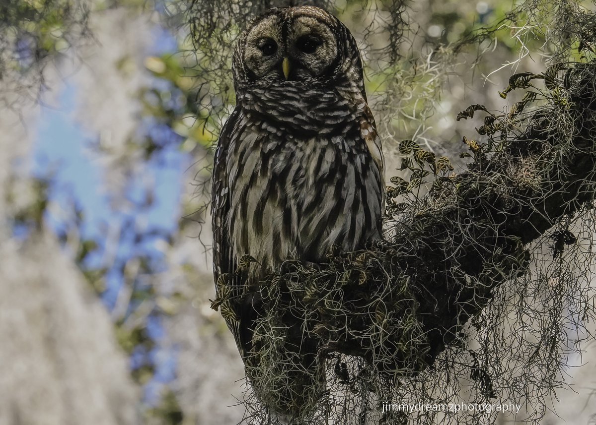 Jimmydreamsmb's tweet image. I was looking for this Barred Owl at the gardens this morning &amp;amp; a friend pointed me in the right direction, &amp;amp; then I showed it to 2 young ladies &amp;amp; their dad. 
It was the 1st time they ever saw a owl in the wild.😊
#KindnessMatters #Payitforward #NaturePhotography 
@brookgreensc