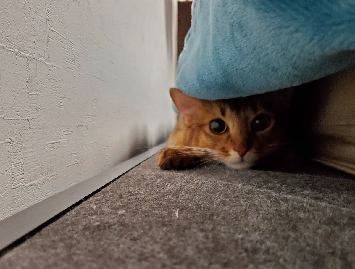 知 -tomo- tweet media