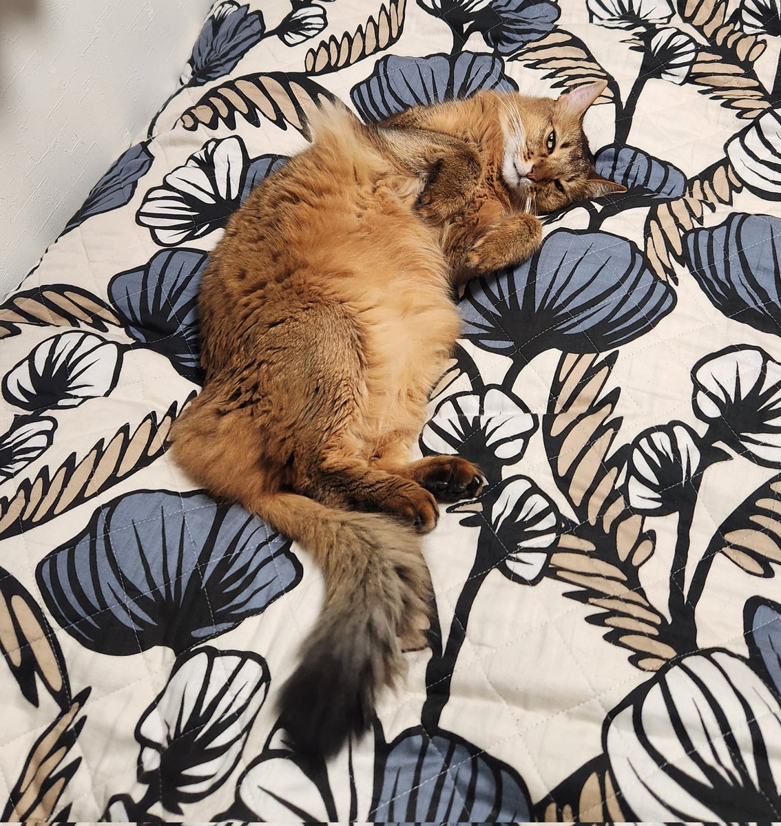 知 -tomo- tweet media