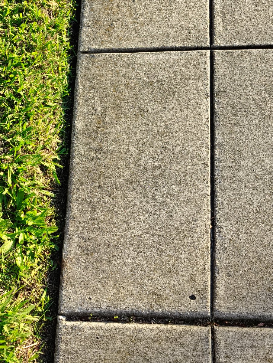 I'm a tree tweet media