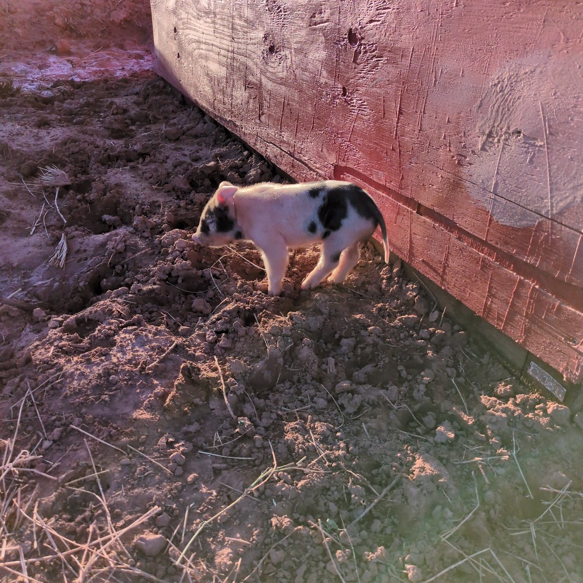 BitcoinNoder's tweet image. It&apos;s raining and cold out. So here&apos;s an old picture of little Jimmy.

Have a good night 💤.