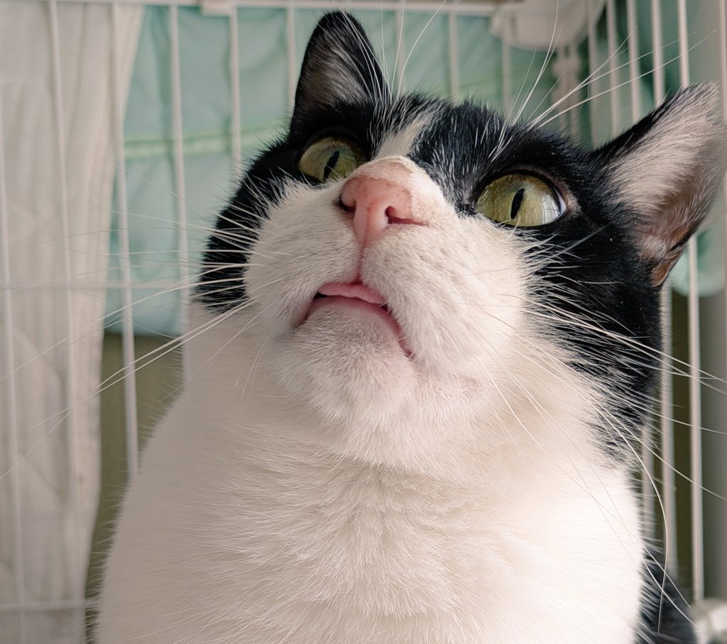 NERUcat_cat's tweet photo. おねえさん、ベロしまい忘れてますよ😛 https://t.co/cRLt9nbEVh