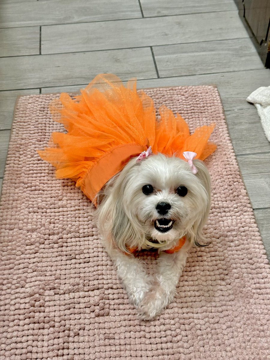 Polite paws 🐾 

When a dog rests her #paws on top of one another, it generally indicates that she feels #comfortable, #safe, and #relaxed. This is a common posture in content #dogs and is often referred to as "polite paws".  #shihtzu #havasu #havanese #maltese #etiquette