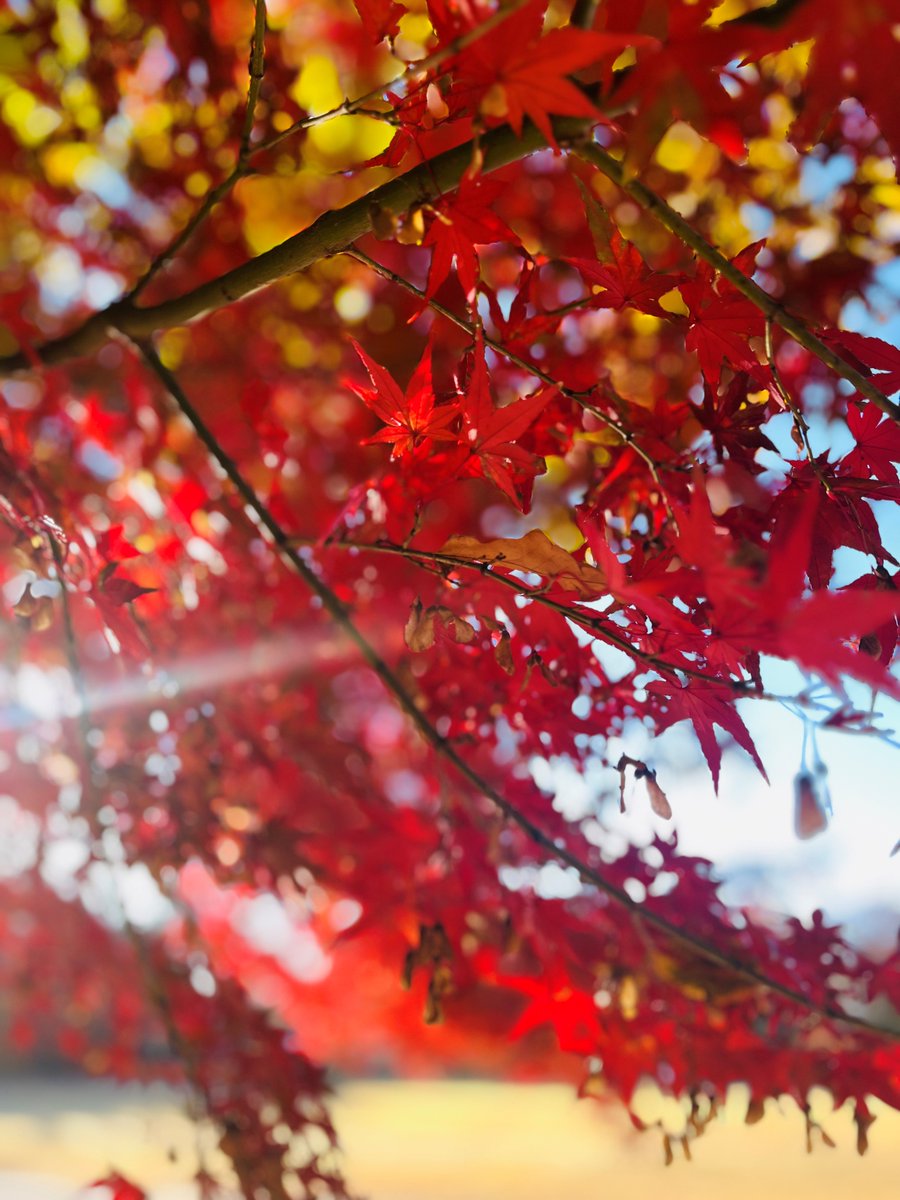 今朝の #東大和南公園 ☀️
イチョウも色づいています。青空に映えますね。
#紅葉