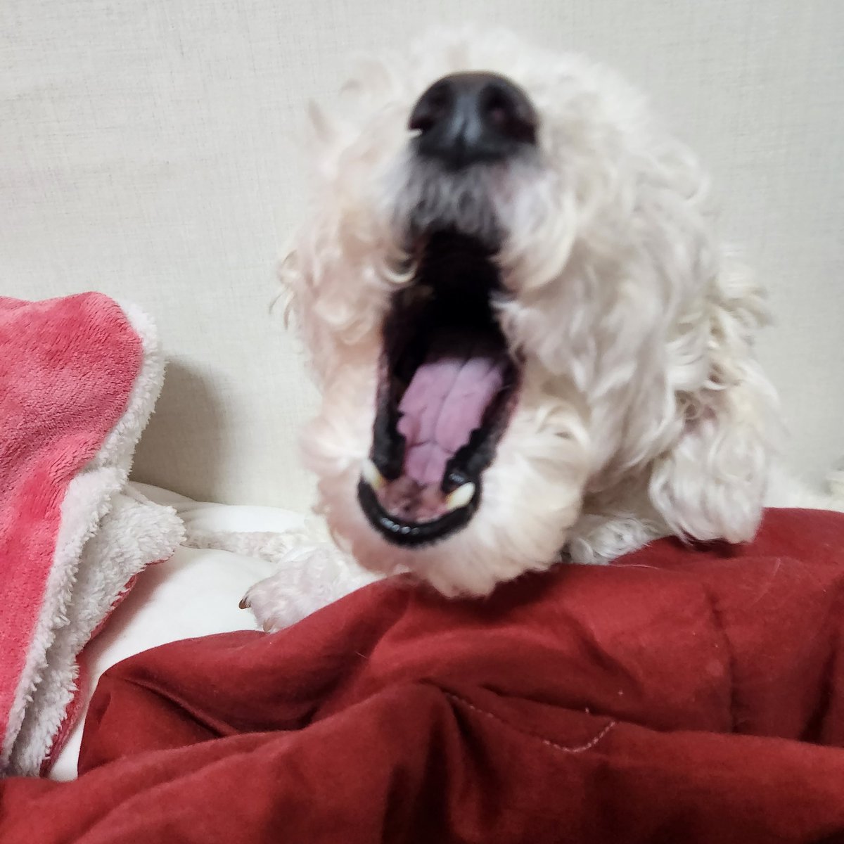 Shampoo_Joy's tweet photo. 진짜 졸려보임 https://t.co/YO3ocACOMa