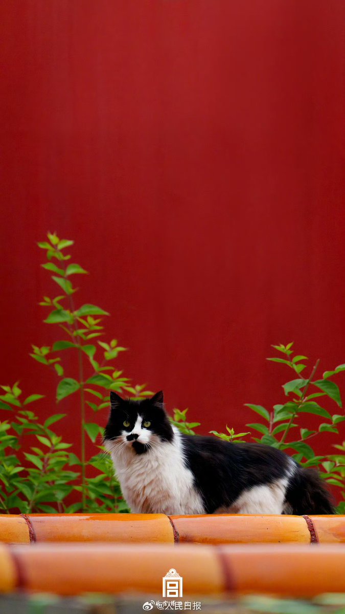 ChnEmbassy_jp's tweet image. 故宮でゆったりと過ごす猫たち。