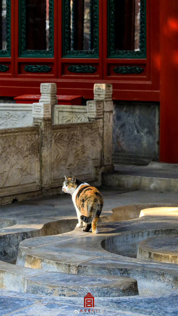 ChnEmbassy_jp's tweet image. 故宮でゆったりと過ごす猫たち。