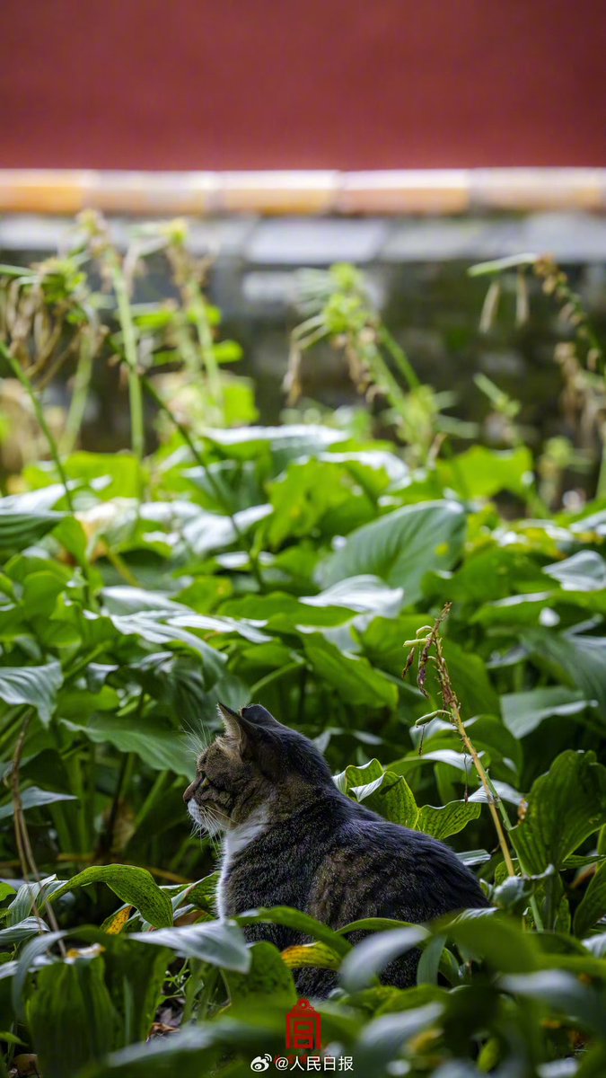 ChnEmbassy_jp's tweet image. 故宮でゆったりと過ごす猫たち。