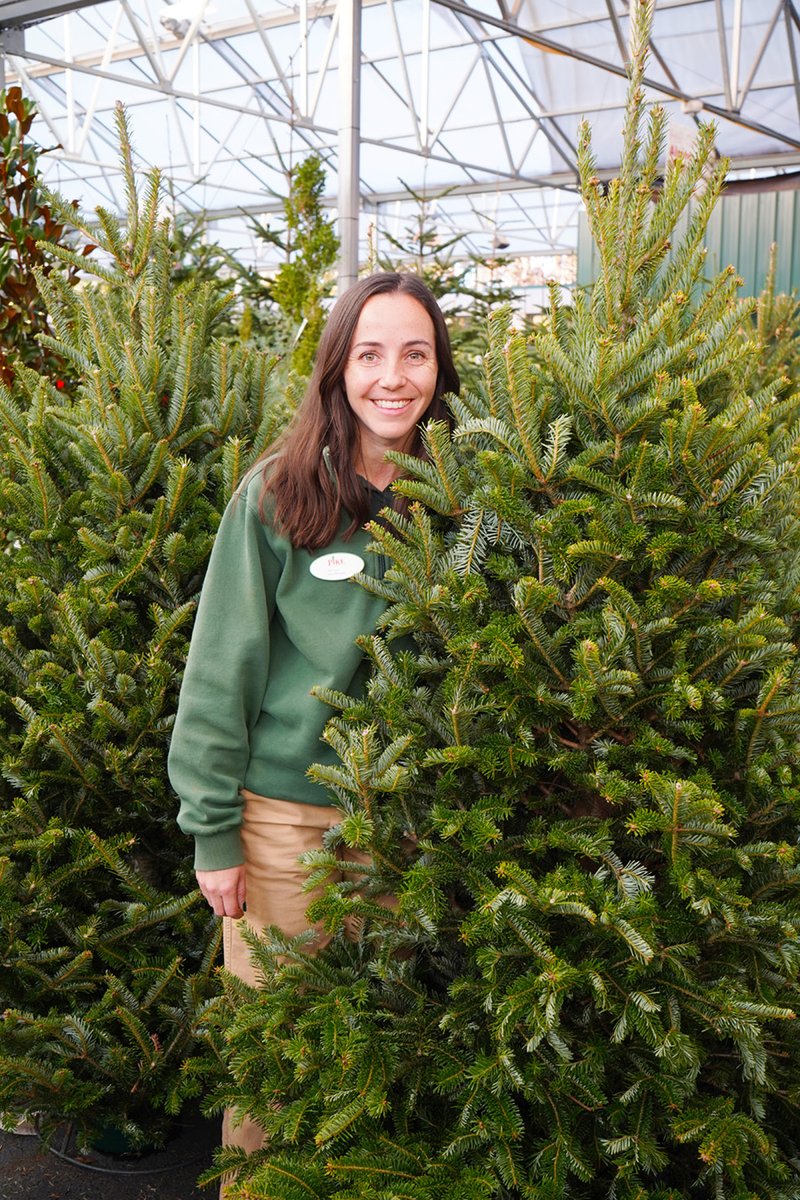 Fresh Cut Christmas TFresh-cut Christmas trees have arrived! 🎄 Each tree is freshly cut and standing in water to keep them lush and fragrant. Find your perfect tree and bring home the magic of the season today!