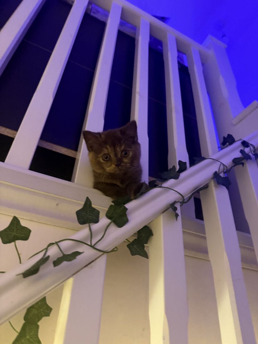 lucyyflutter's tweet image. Little guardian of the staircase
