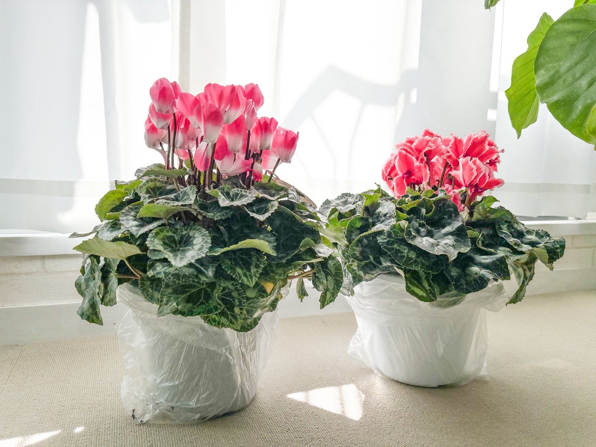 実母からシクラメンが届きました🌷 ひとつは義理母へ贈るシクラメン(*´-`)