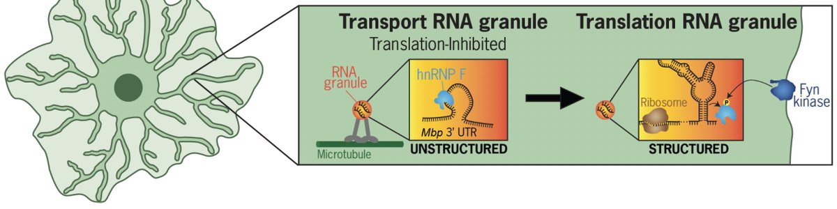 Meng-meng Fu tweet media