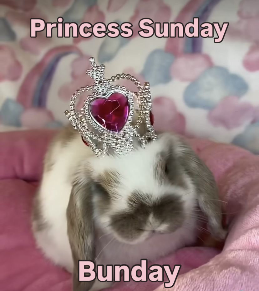 Bunnies's tweet photo. https://t.co/iR7IoAGIHM