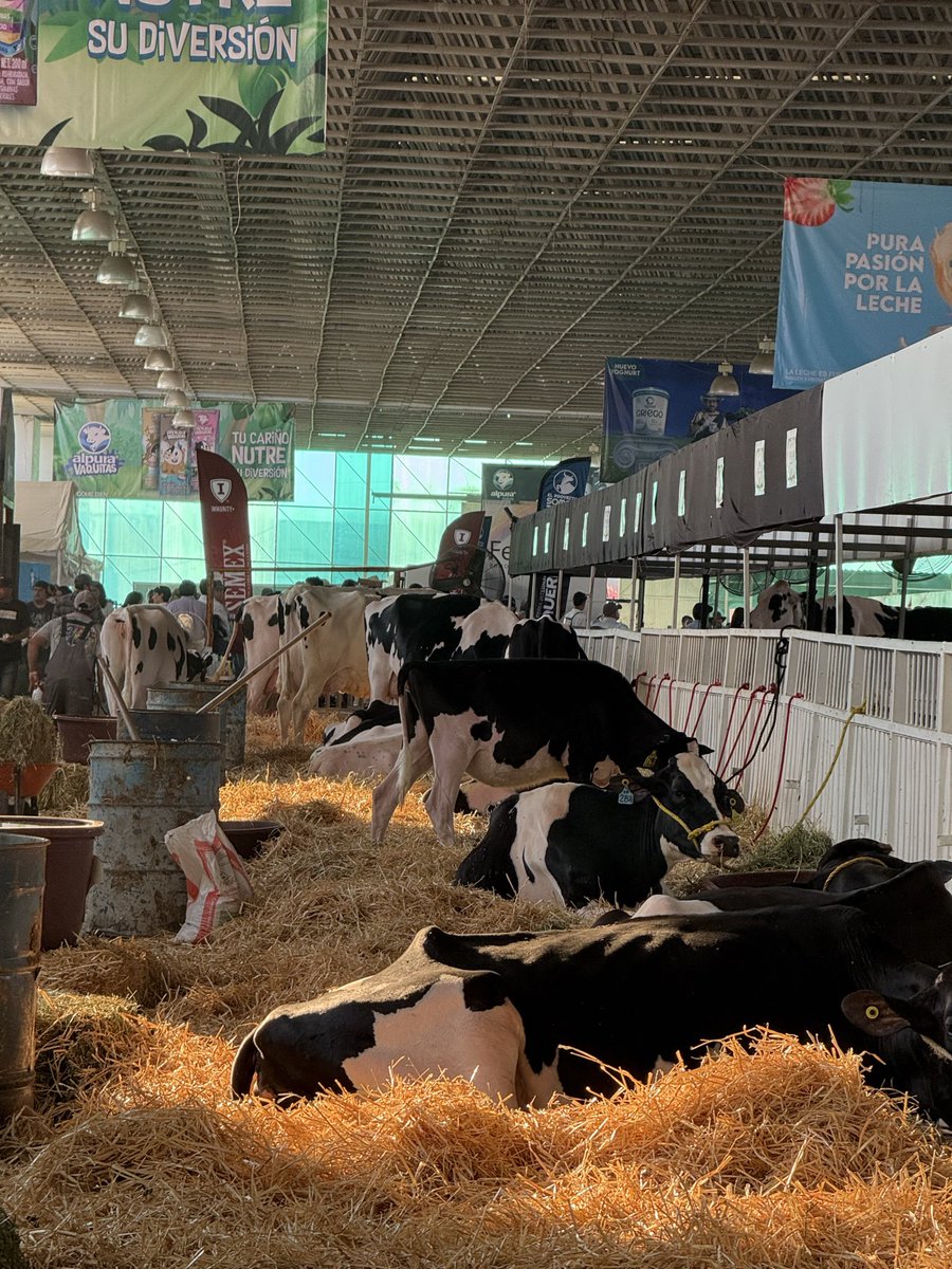 ¡Feliz! …una vez más: recomiendo no saltarse esta parte del año dónde podemos apreciar unas vacas bien bonitas y convivir con gente de trabajo. #FIQ #holstein