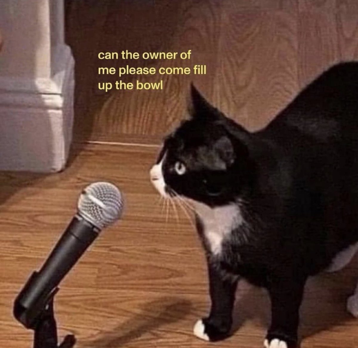 catshealdeprsn's tweet image. 