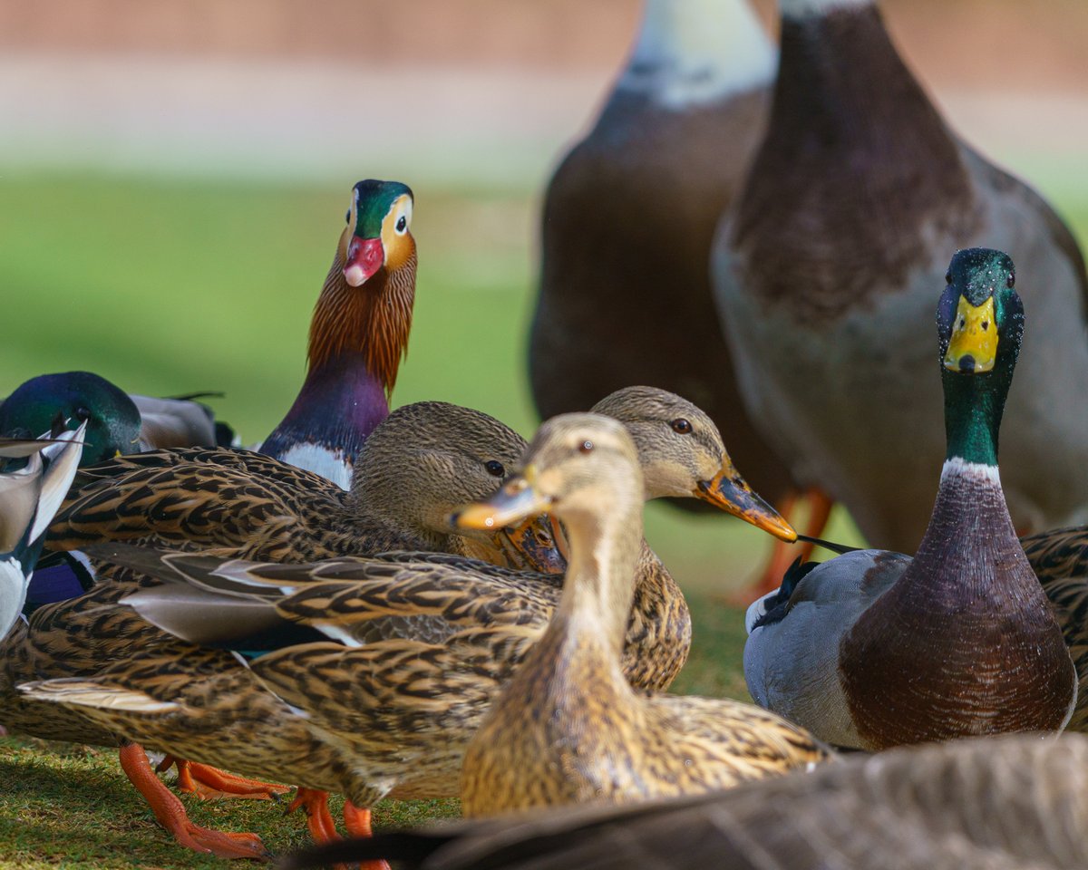 Mandarin Duck just blending in with the neighborhood gang at The Lakes on Las Vegas' west side.  Junior Mann photos.