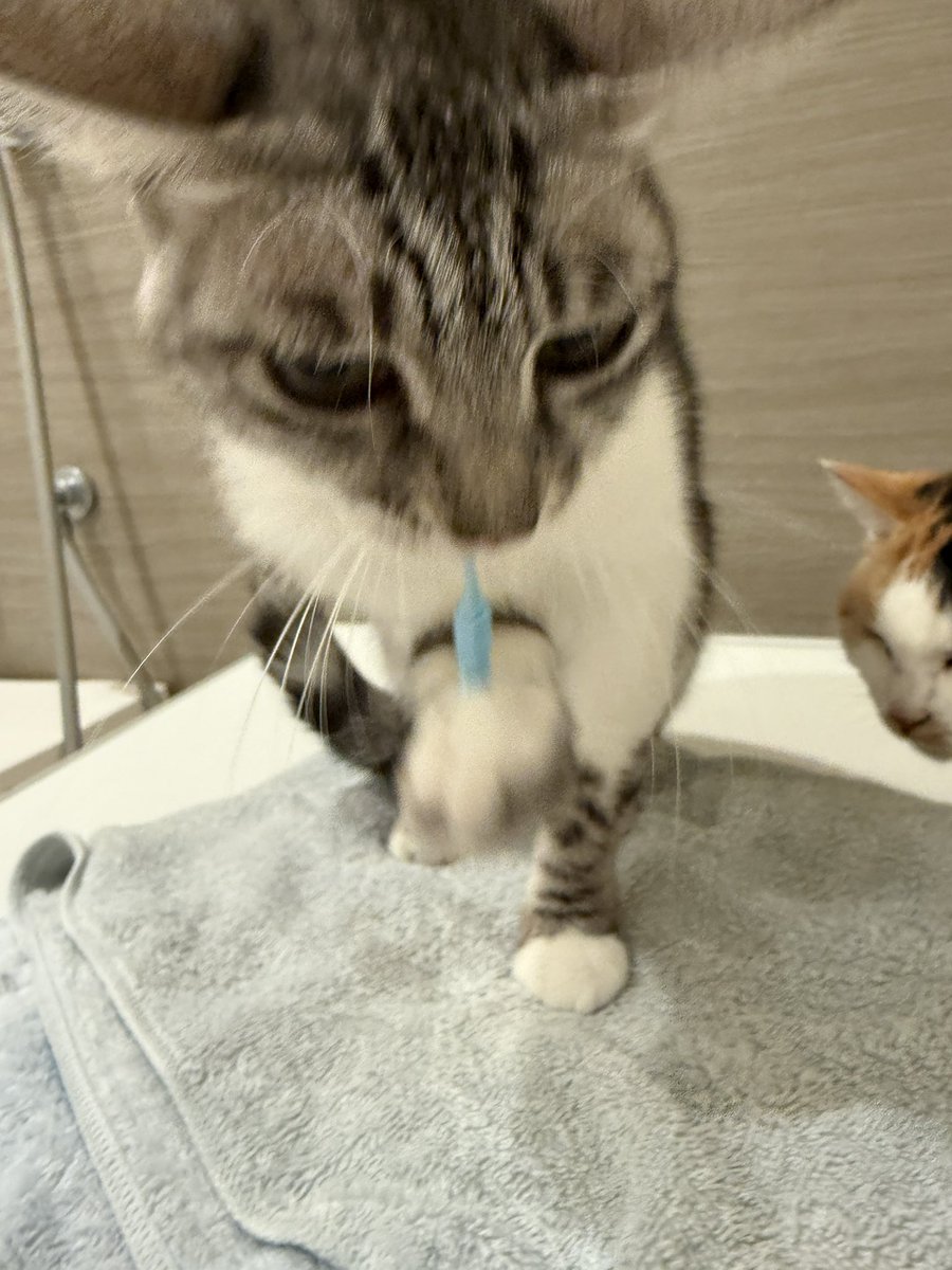 あなたは歯間ブラシしなくていいから！ 今年、最後の前歯が抜けちゃっ