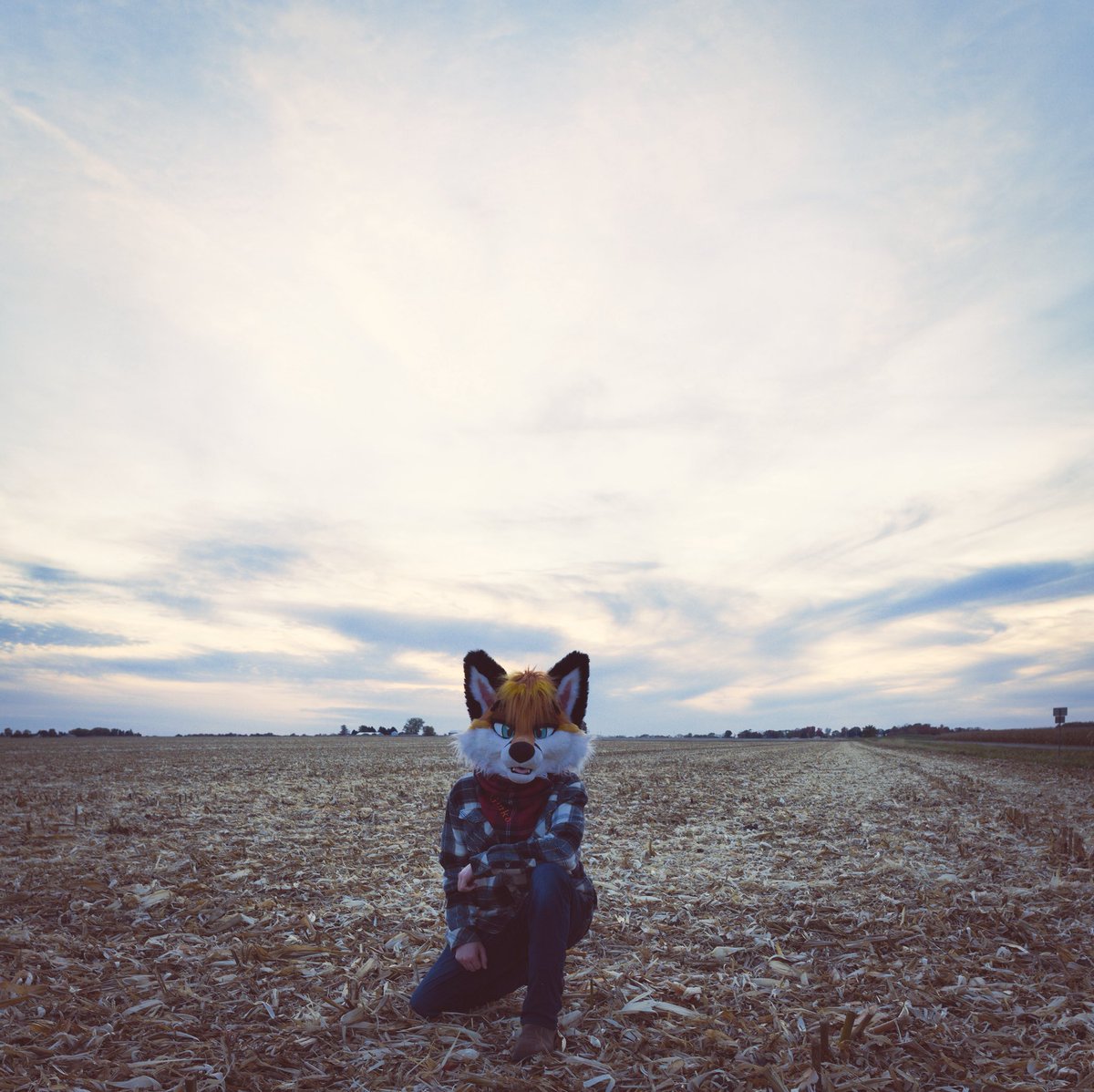 GinkoTheFox tweet media