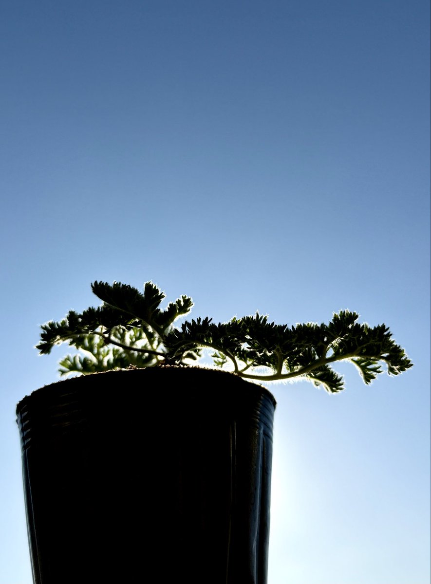 昨日の五反田ビッグバザールにてお迎え1/3。
Pelargonium triste さん。ハイマツやオンコの様な草姿なので盆栽仕立てにチャレンジしようと思います。
器や石、苔の代わりになるもの。あれこれ考えるのが楽しい…