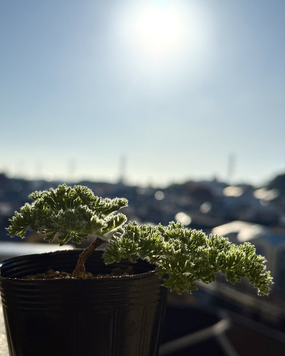 plants6666's tweet photo. 昨日の五反田ビッグバザールにてお迎え1/3。
Pelargonium triste さん。ハイマツやオンコの様な草姿なので盆栽仕立てにチャレンジしようと思います。
器や石、苔の代わりになるもの。あれこれ考えるのが楽しい… https://t.co/qSPC4rvzpc