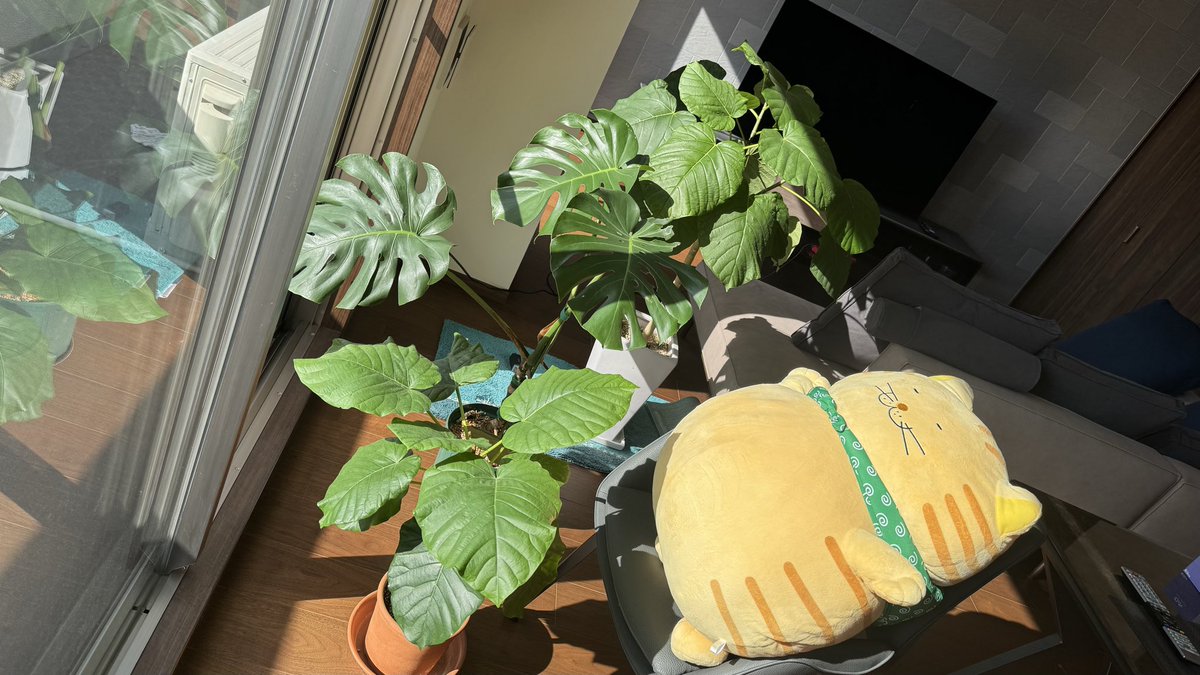 debuneko_hide's tweet image. みにゃさんも
日向ぼっこ

#でぶねこ