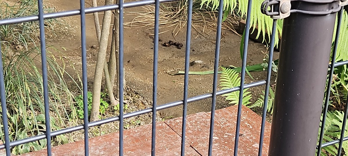 2025/11/24
京都市動物園周辺は大混雑が予想されるので朝イチ訪園。
カミノさんはがっつりお休みの様で藁も動かないほど爆睡中？。90分粘ってあえたのはカミノさんの分身だけでした^^;
#ホンドタヌキ
#京都市動物園