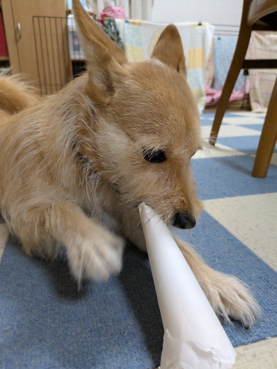 犬ちゃん (@dogchan1010) / Posts / X