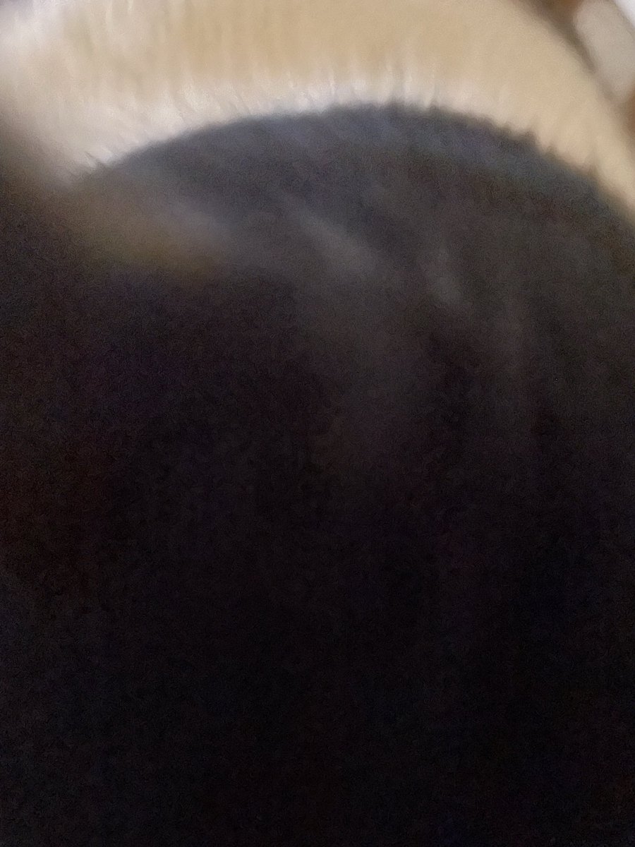rl_ashly's tweet photo. Tried taking a photo of the cat. She didn’t cooperate as she rubbed against my arm and purred loudly. https://t.co/ZSTvvVoXHg