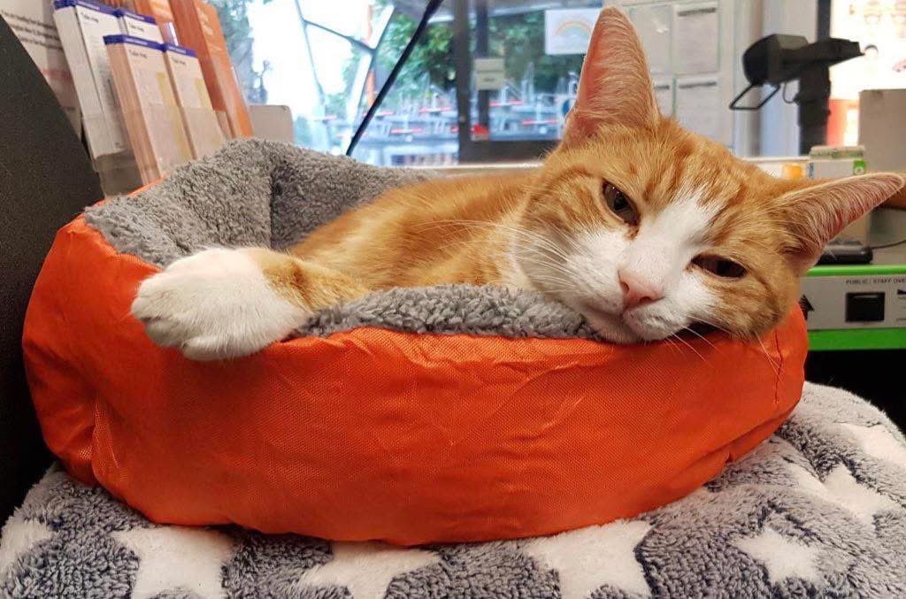 Night night sweet dreamies 

Finish the day and let it go. 
You did what you could. 
Mistakes happen, leave them behind. Tomorrow is a new day, and you deserve to begin it with calm and a clear heart.

#CatsOfTwitter