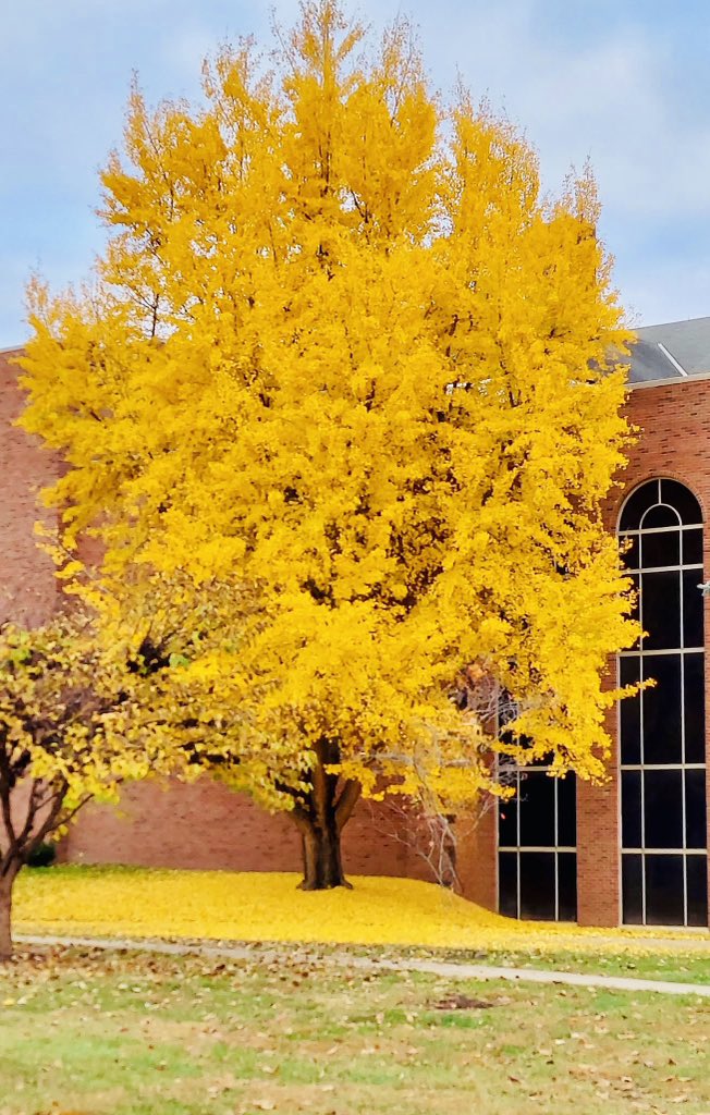 JoshFitzWx's tweet image. A Ginkgo tree on the campus of Marshall University in Huntington, West Virginia. They drop all their vibrant yellow leaves over a span of about 24 hours. Photo from Connie Laishley.